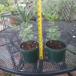 Plant Sale - Pride of Barbados (Small)