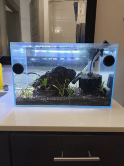 UNS 45U Rimless Aquarium ~9 Gallon – Complete Setup