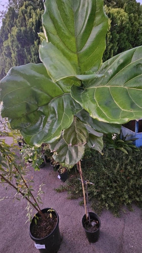 Fiddle Leaf Fig