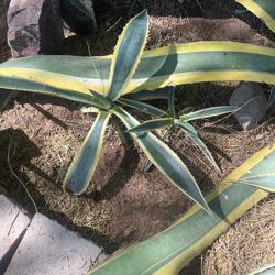 Agava Plants