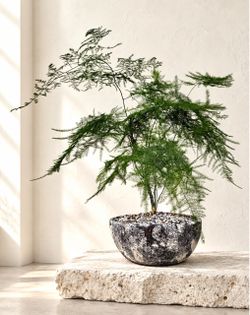 Asparagus Fern (Planter Included) #CD7 ‘Local LA Seller’