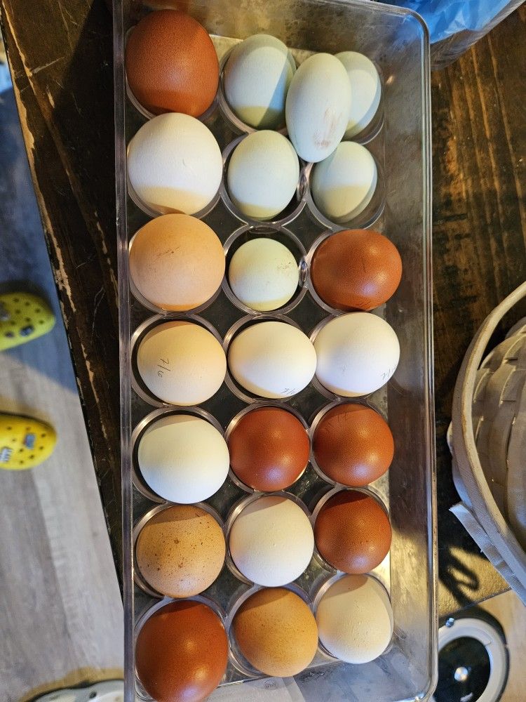 Fresh Chicken and Quail Eggs