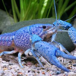 Blue Crayfish Freshwater 