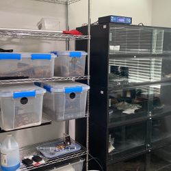 Reptile Supplies