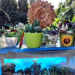 SUCCULENT PLANT SALE THIS SUNDAY IN SAN LORENZO FROM 1PM TO 4PM