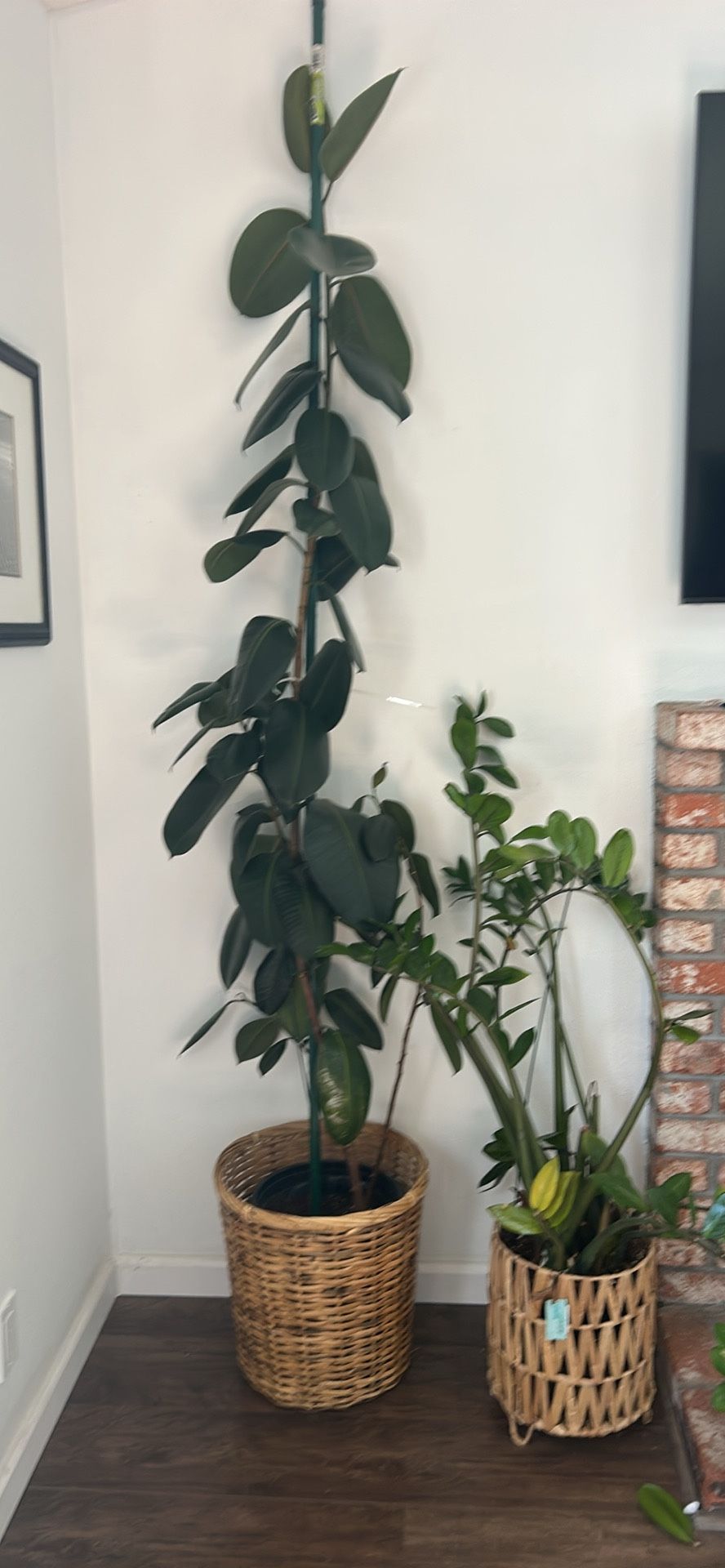 Plants