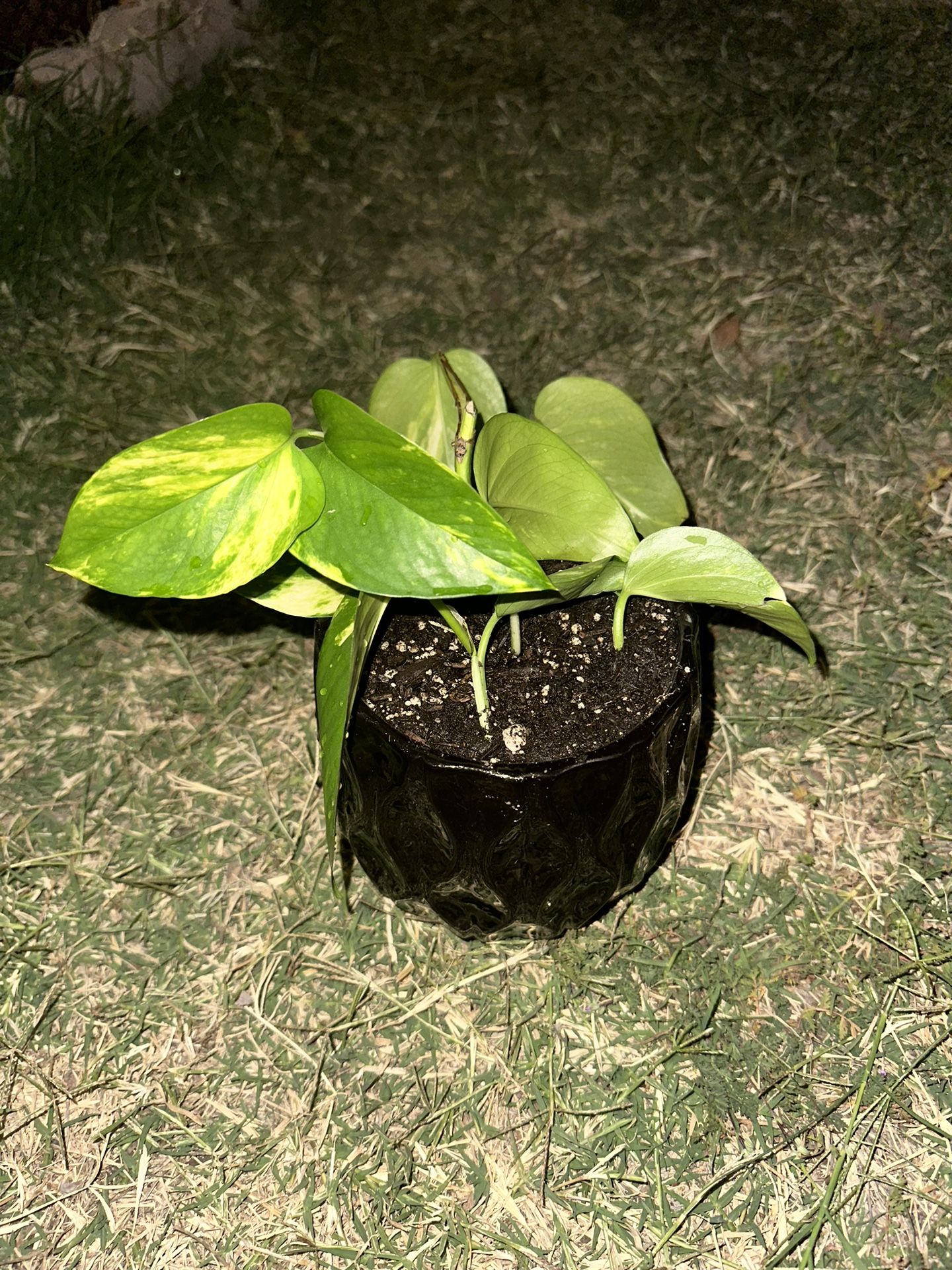 Golden Pothos Plant with Abstract Pot