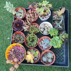 Succulents 3 FOR $10