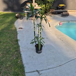 Drecaina Indoor Plant 4 Feet Tall 
