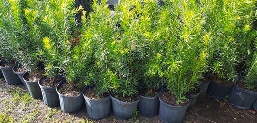 podocarpus Instant Privacy Hedge For Fence Green Full Ready.  $10