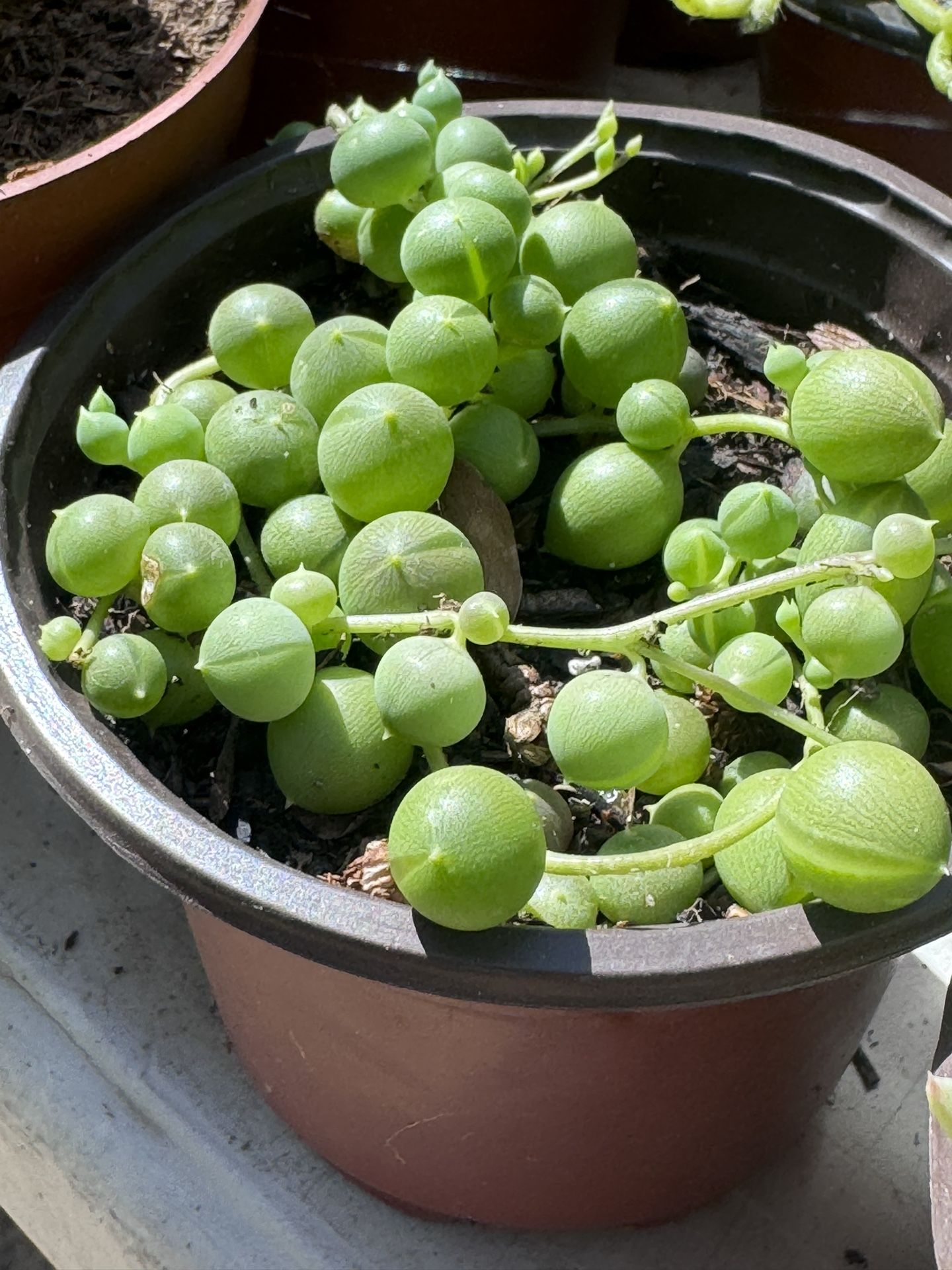 Succulents Plants 4”pot