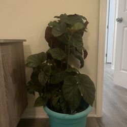 Large Begonia Plant