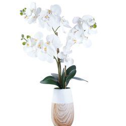 Orchid Arrangement Decor