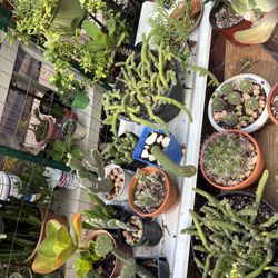 Macetas De Nopalitos De Diferentes Plantitas Los Precios barean Un Poco 