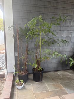 FREE tropical plants