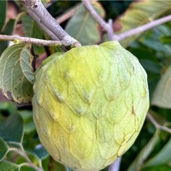 Cherimoya  Tree