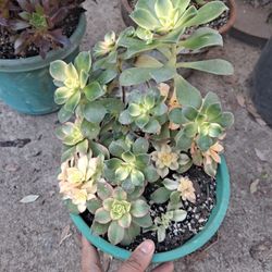 Variegated Succulent 