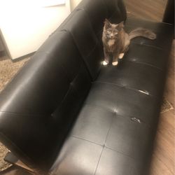 BLACK FUTON(Bad A@% Cat Not Included)