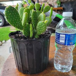 Little Garden Cactus, Nopalito Pequeños De Jardin 