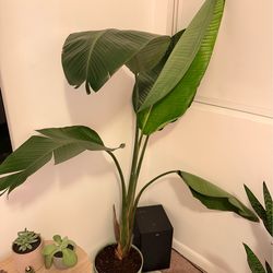 Plants