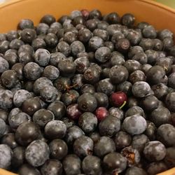 Fresh blueberry Pick up Today