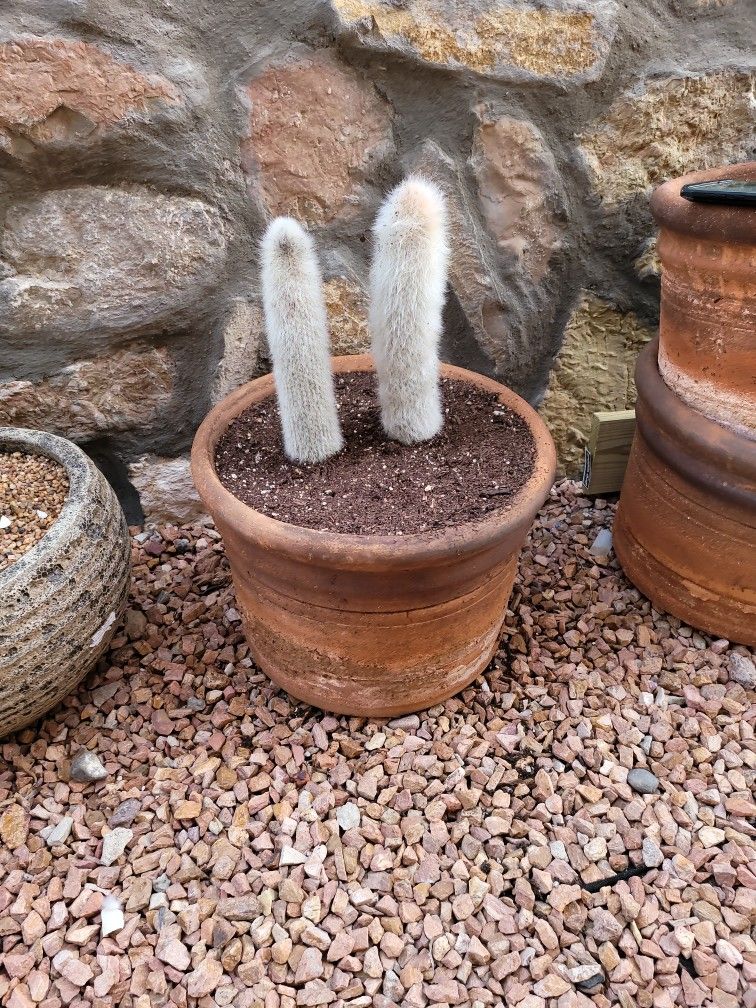 Old Man Cactus