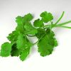 cilantro
