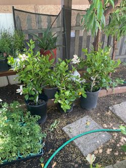 White hibiscus 🌺 plants