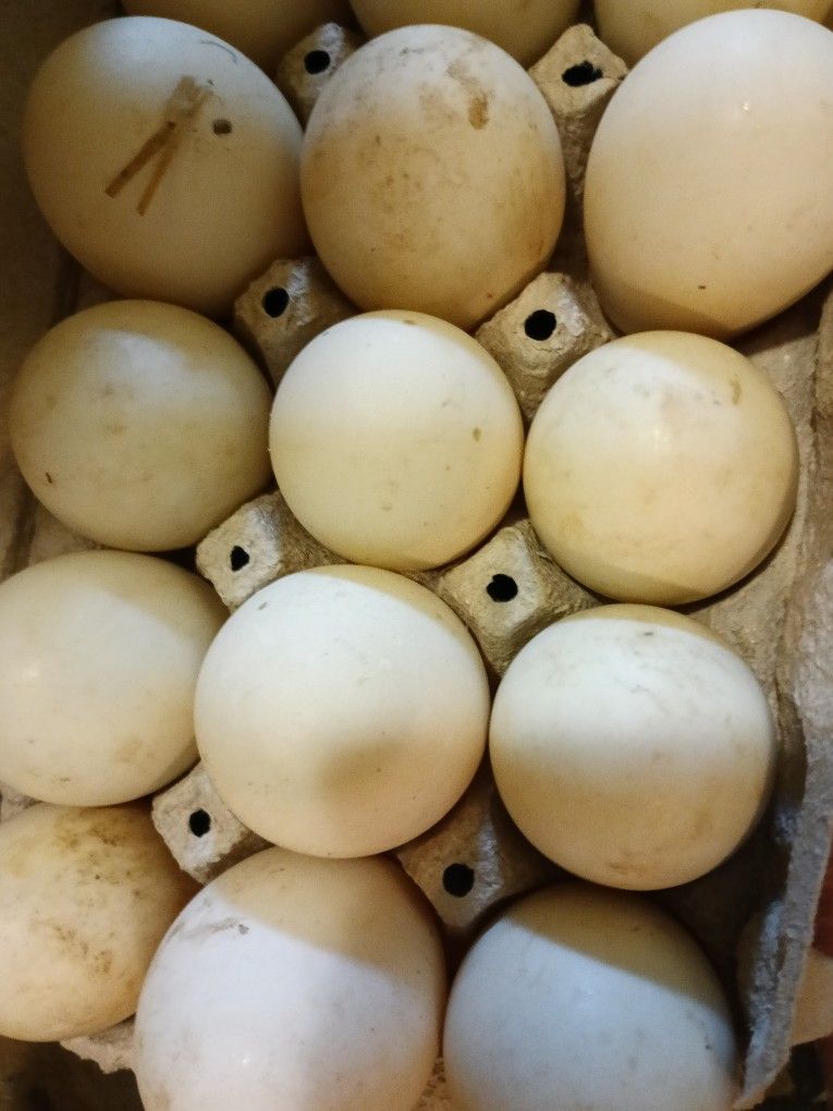 Duck Eggs (Jumbo Pekin)