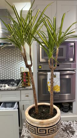 Dracaena plant 🌱