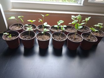 Ice Cream Bean seedlings