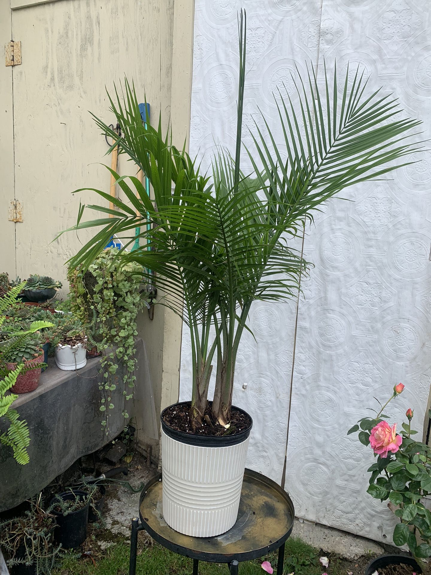 Indoor Palm