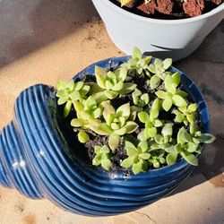 Succulents In Snail Ceramic Pot 