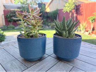Modern Succulent Planter Set – 2 Beautiful Potted Succulents