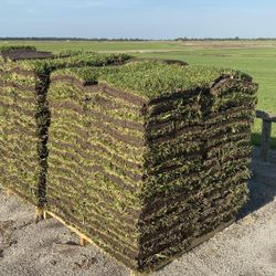 St  Augustine Pallets Of Grass 4 Sale
