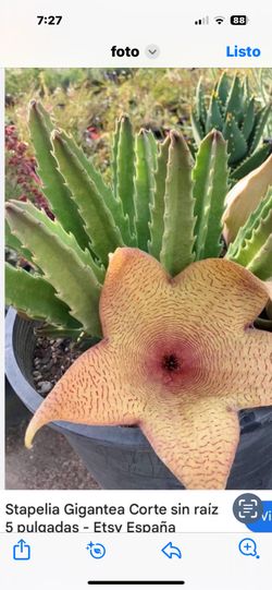 Estapelia Flor Grande