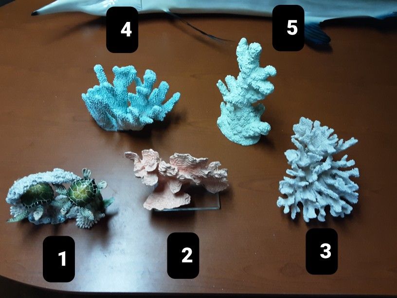 Beautiful CORAL Selling 5 Pieces