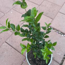 Homegrown Tall Beautiful Green Wax Plant In White Ceramic Pot