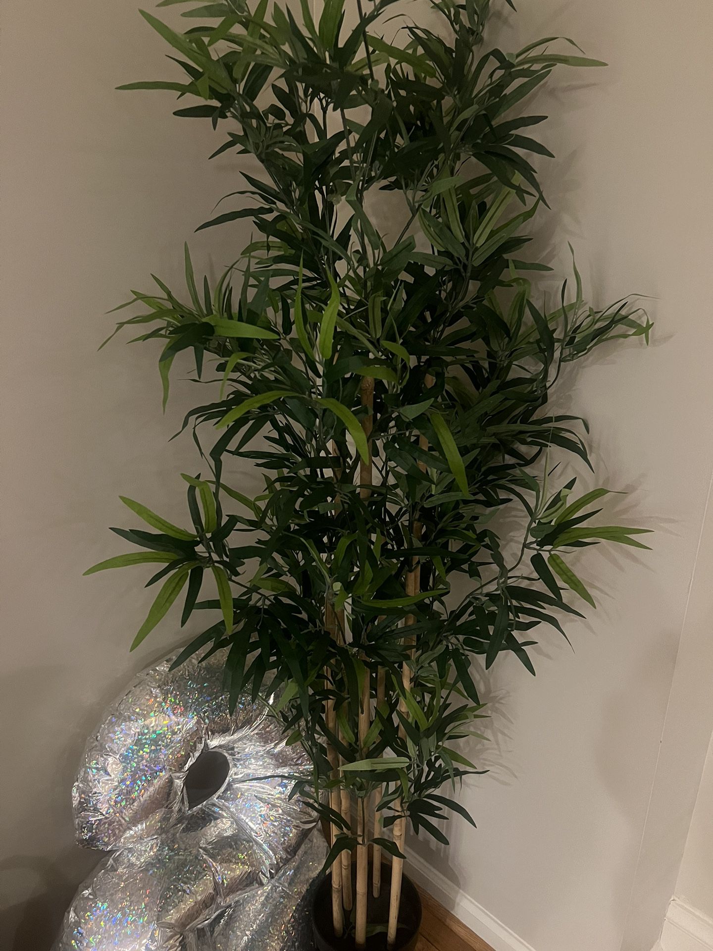 Plant/tree