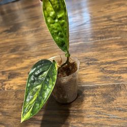 Variegated Monstera Peru Plant 3 Leaves 