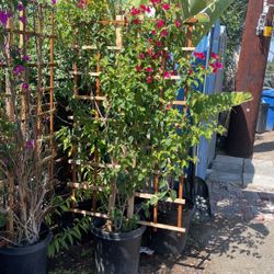 Bougavallia Trellis