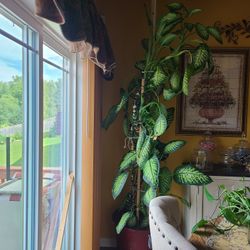 Big Plant