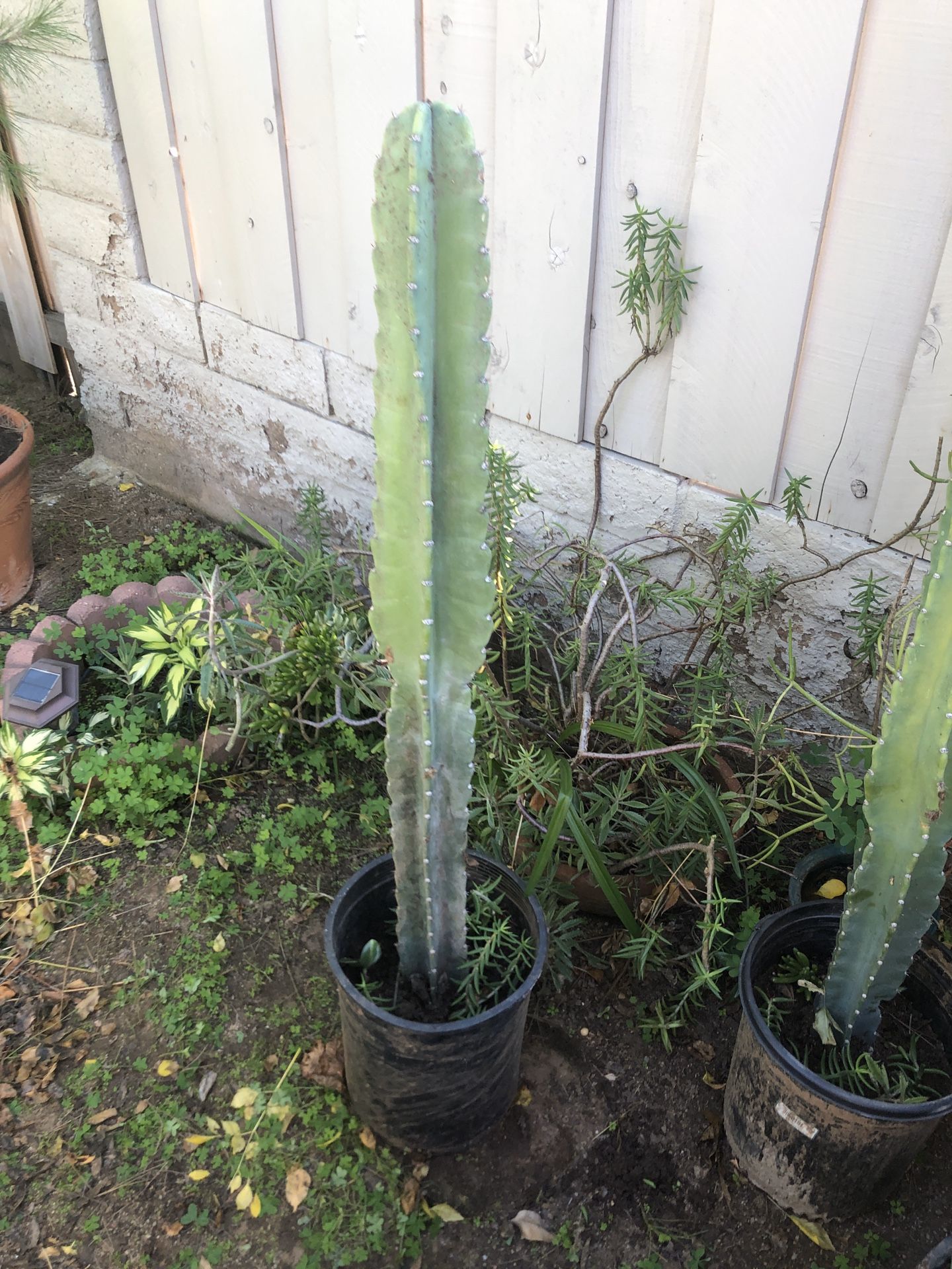 San Pedro Cactus and succulents