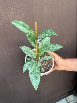 6” Hoya Pubicalyx pink ghost