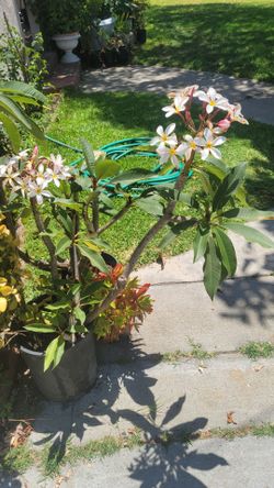 Plumeria