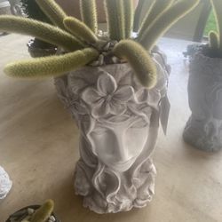 monkey Tail Plants in Beautiful Planters