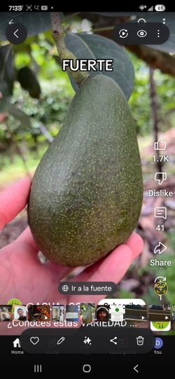 Arbol De Aguacate