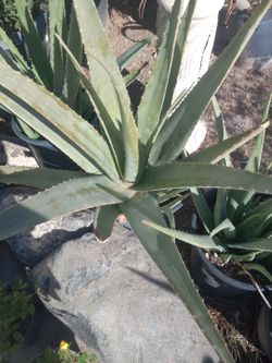 Aloe Vera $15