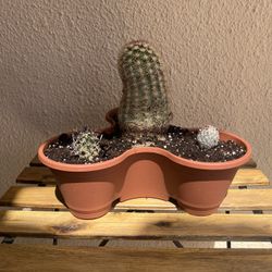 Assorted Cactus