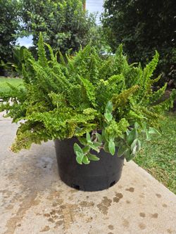 Fern Plant